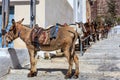 Santorini island, Greece - Donkeys at Fira port Royalty Free Stock Photo
