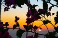 Santorini sunset through silhouette vine and leaves