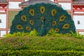 Flower peacock and garden at the entrance on the territory of Buddhist center Nanshan on a cloudy day Royalty Free Stock Photo