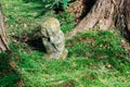 Sanzenin temple statue in Ohara, Kyoto, Japan