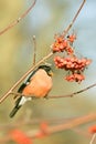 Sao Miguel Bullfinch, Pyrrhula pyrrhula Royalty Free Stock Photo