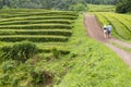 Back View of a Couple Hiking in Gorreana Tea Plantation