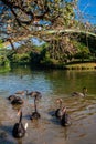 Black swans swim in the lake at Ibirapuera Park in Sao Paulo