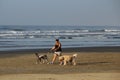 SAO PAULO -BRAZIL-April 9 ,2016 sitter of dogs walking on the beach