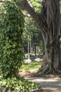 People on Luz Public Park in downtowns Sao Paulo. This is the city's first public park Royalty Free Stock Photo