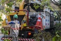 Municipality workers take the pruning of tree removal