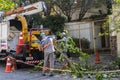 Municipality workers take the pruning of tree removal