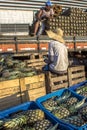 Pineapple unloading work in the boxes for fruit trade at CEAGESP Company of General