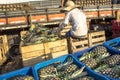 Pineapple unloading work in the boxes for fruit trade at CEAGESP Company of General