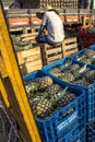 Pineapple unloading work in the boxes for fruit trade at CEAGESP Company of General