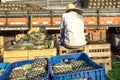 Pineapple unloading work in the boxes for fruit trade at CEAGESP Company of General