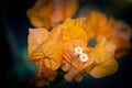 Sao Paulo, SP, Brazil - May 25 2021: Orange Bougainvillea flower detail