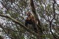 Municipality workers take the pruning of tree removal in Sao Paulo