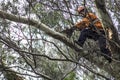 Municipality workers take the pruning of tree removal in Sao Paulo
