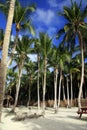 Saona island beach. Dominican Republic Royalty Free Stock Photo