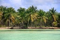 Saona island beach Royalty Free Stock Photo