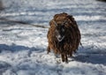 A saoy sheep in winter in a german deer park
