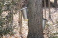 Sap Collection Pails on Maple Trees Royalty Free Stock Photo