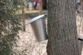 Sap Collection Pails on Maple Trees Royalty Free Stock Photo