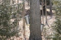 Sap Collection Pails on Maple Trees Royalty Free Stock Photo