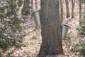 Sap Collection Pails on Maple Trees Royalty Free Stock Photo