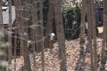 Sap Collection Pails on Maple Trees Royalty Free Stock Photo