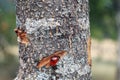 Sap liquid oozing from an injured tree trunk. Gum on a bark. Plant secrete resins and rosins for their protect. Tree Royalty Free Stock Photo