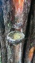 Traditional pine resin tapping. selective focus
