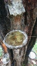 Close-up of pine sap in a container