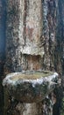 Close-up of pine tree sap tapping in a container