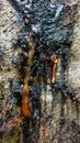 Close-up of texture of pine sap sticking to tree bark