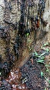 Close-up of texture of pine sap sticking to tree bark