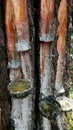 Details of tapping pine sap in the forest in three containers