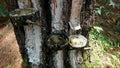 Tapping pine sap in three containers in one tree