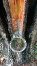 View from above pine resin tapping with traditional containers