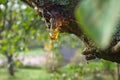 Sap or resin oozing from an injured tree branch Royalty Free Stock Photo