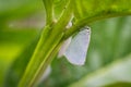 tiny white insect, whiteflies Royalty Free Stock Photo