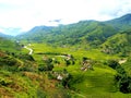 Sapa Rice Field Rice Terrace in Vietnam. Royalty Free Stock Photo