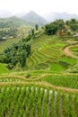 Sapa Rice Paddy