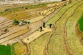 Sapa rice terraces Vietnam