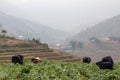 Sapa, Vietnam - January 16th 2014: Members of a Hmong hill tribe working in a crop plantation