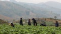 Sapa, Vietnam - January 16th 2014: Members of a Hmong hill tribe working in a crop plantation