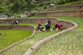 Local people working on the rice field, ethnic women transplanting rice on the fields