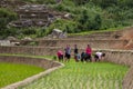 Local people working on the rice field, ethnic women transplanting rice on the fields