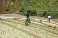 Local people working on the rice field, ethnic women transplanting rice on the fields