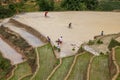 Local people working on the rice field, ethnic women transplanting rice on the fields Royalty Free Stock Photo