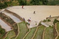 Local people working on the rice field, ethnic women transplanting rice on the fields