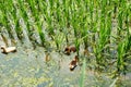 Sapa, Vietnam.- 22. Mai. 2019. Ducks in ricefield in lao chai sapa valey in Vietnam