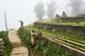 Sapa, Vietnam.- 22. Mai. 2019. Local people work at ricefield in lao chai sapa valey in Vietnam