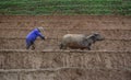 Farmer with water buffalo working on field Royalty Free Stock Photo